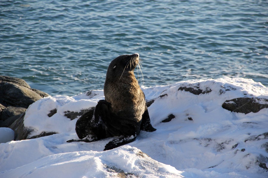 A visitor to Palmer.