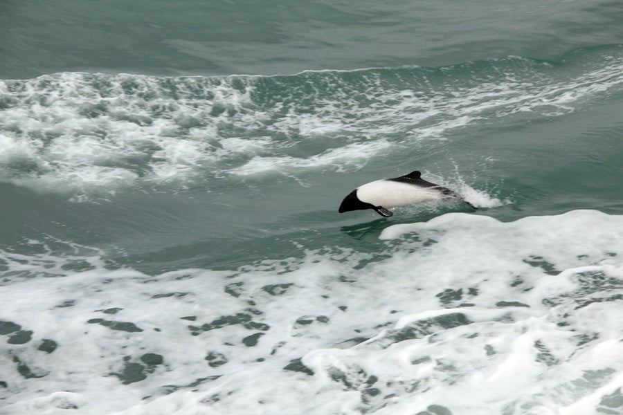 Commerson dolphin in Drake Passage.