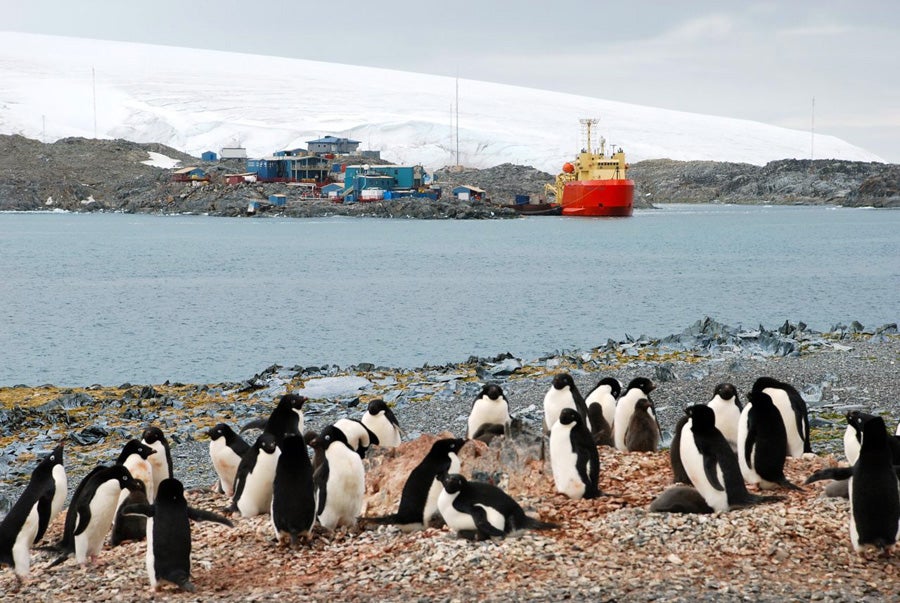 Adelie Penguins with Palmer station in view.
