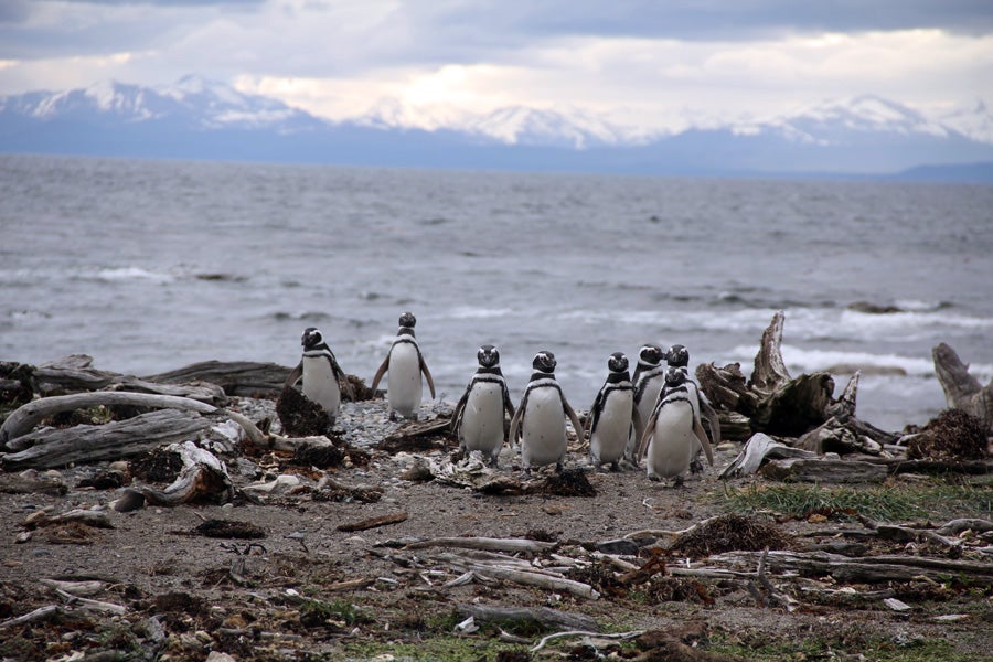 Magellanic penguins near Punta Arenas.